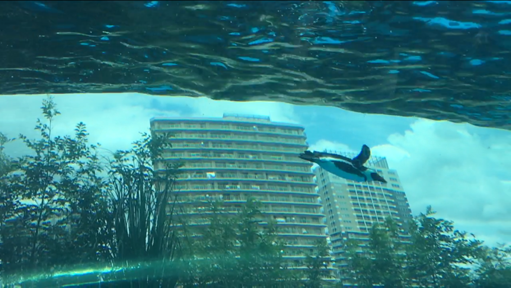 池袋サンシャイン水族館のペンギン
